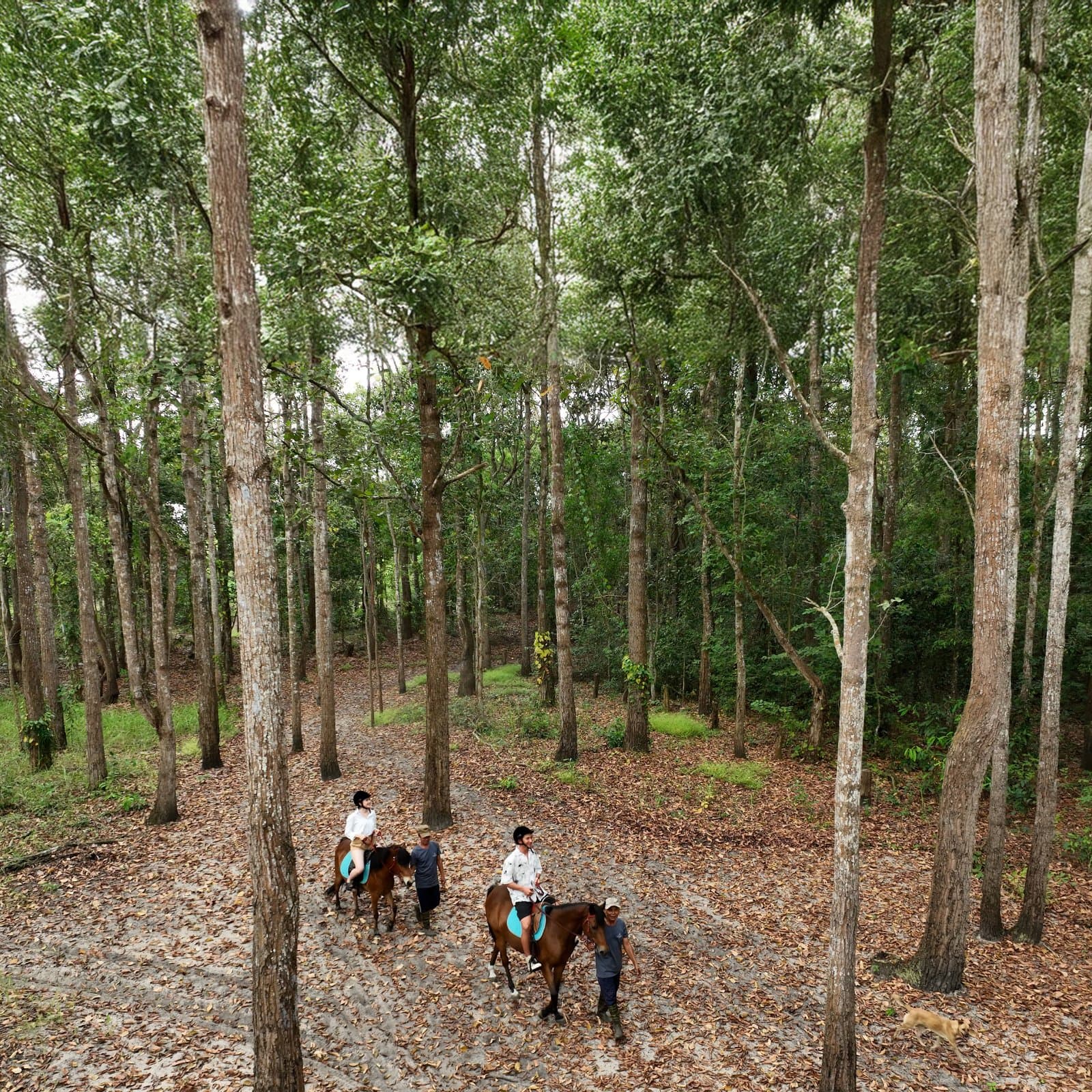 experience-cicada-riding-horse.jpg